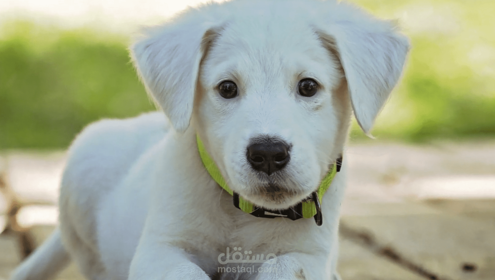 تحريك الصور الثابته العاديه وجه الانسان والحيوانات في الفيديو 3d