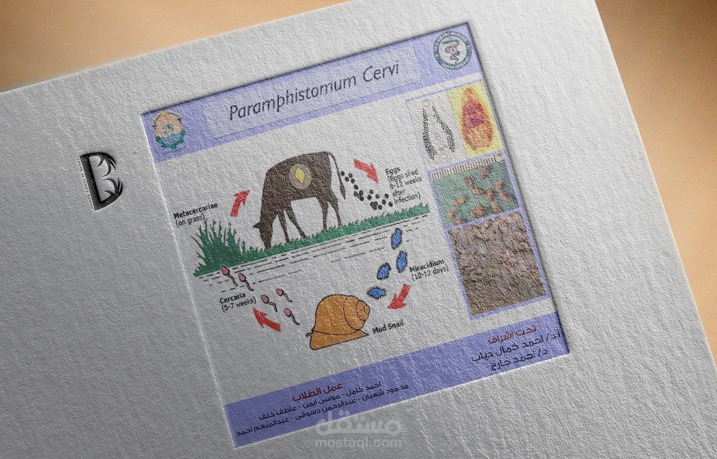 بانر لقسم الباراسيتولوجى لكلية طب بيطرى