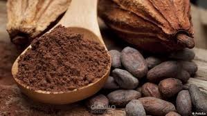 تعليق صوتي وثائقي عن مكتشفي حبوب الكاكاو النادرة