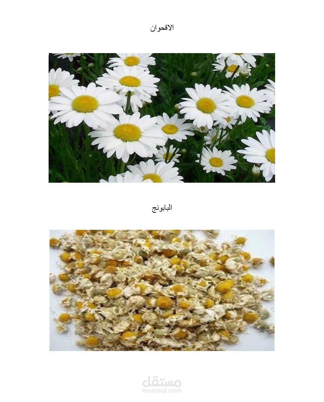 ملف pdf