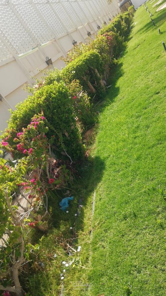 الرياض