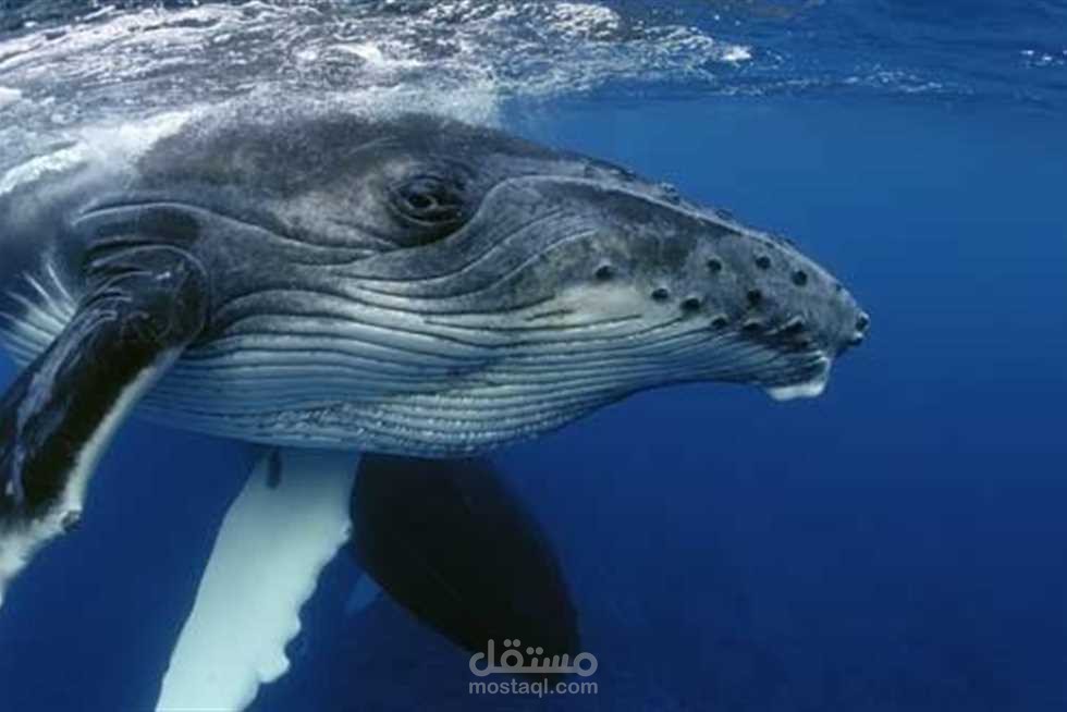 وثائقي بعنوان الحيتان الحدباء