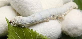 دراسة جدوى مشروع الحرير كاملة