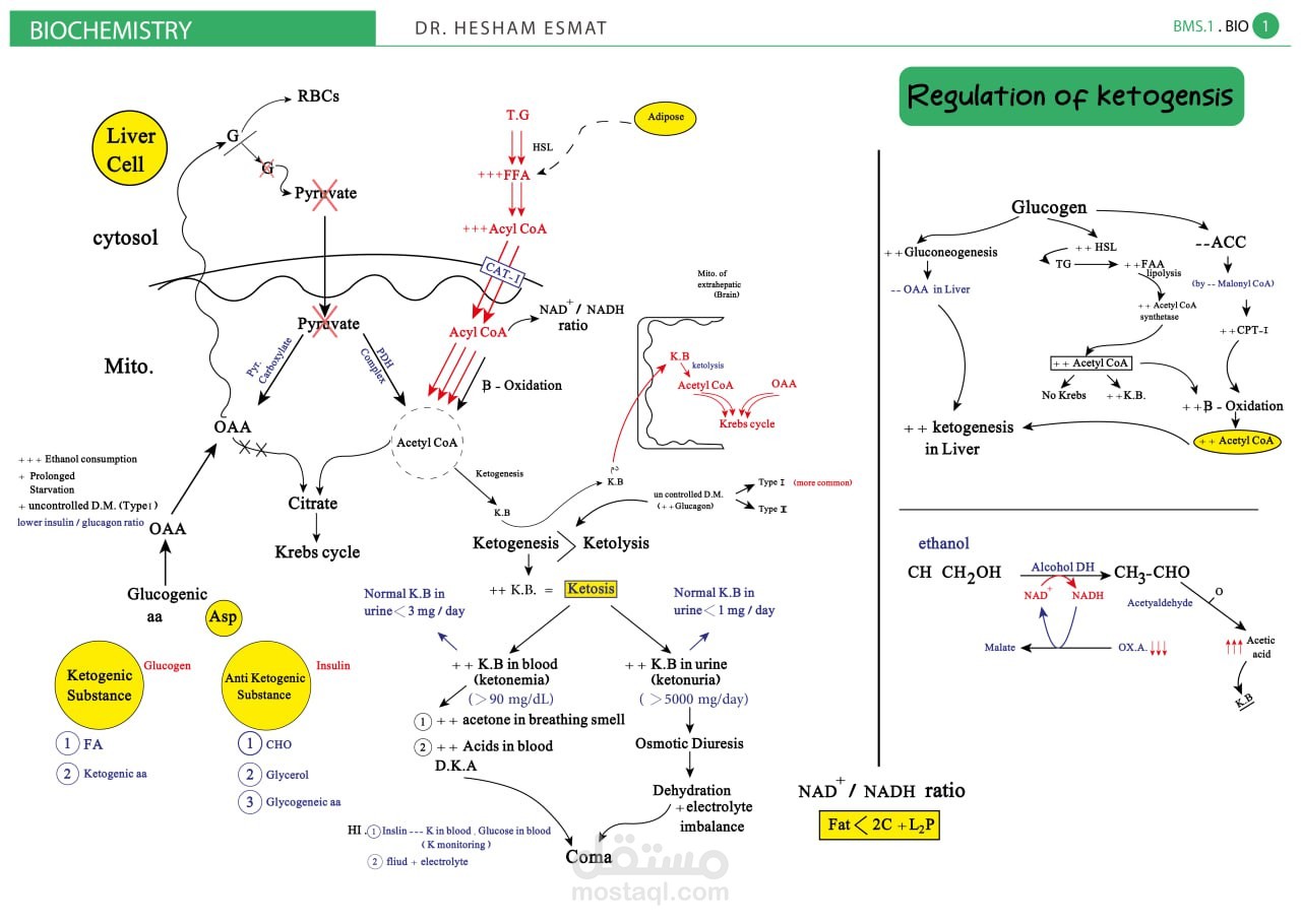 تصميم محاضرات لدكتور جامعي