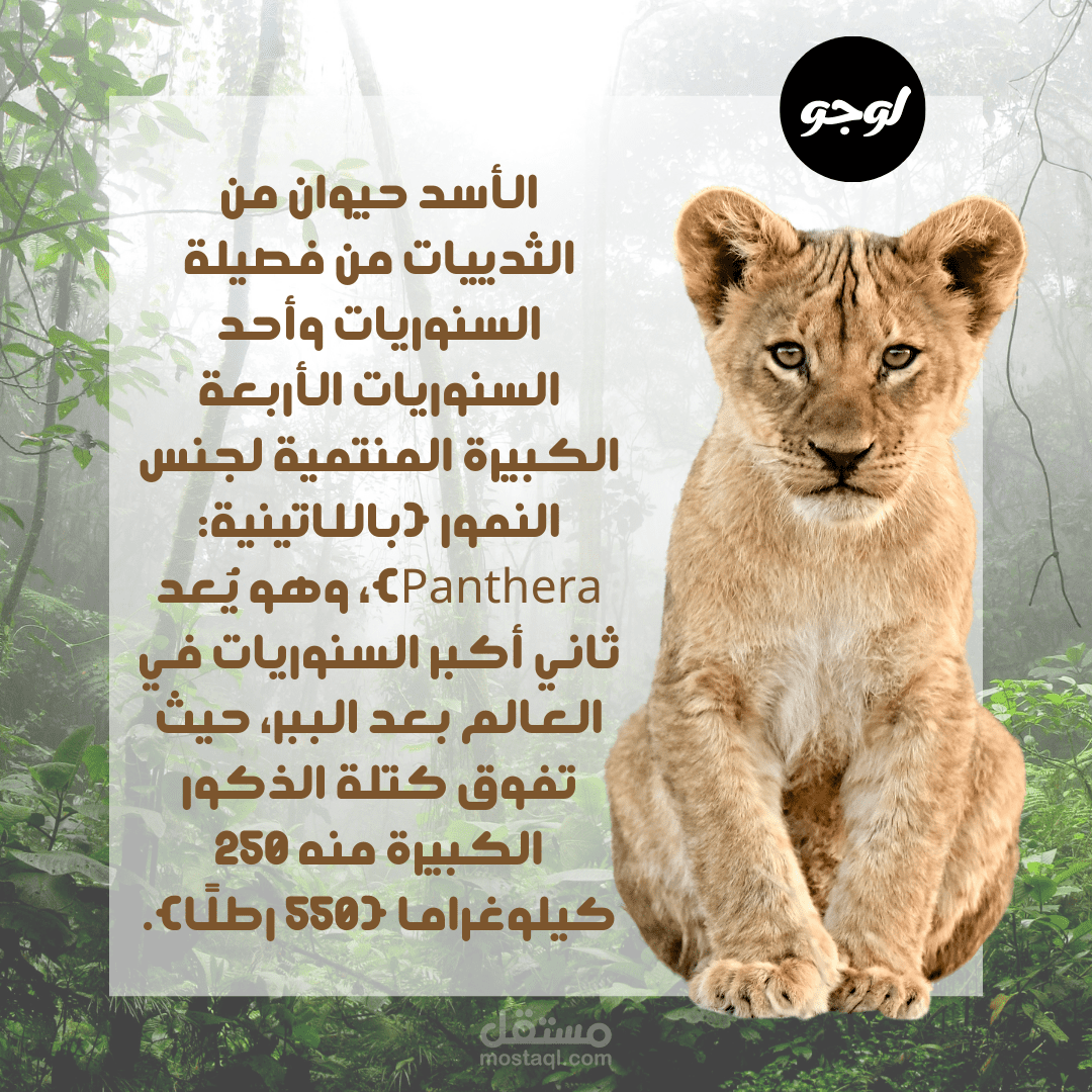 تصميم بوستر منشورات لصفحة انستجرام تهتم بالحيوانات