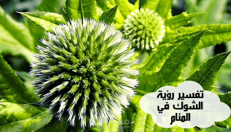 مقال عن معاني الشوك في الأحلام