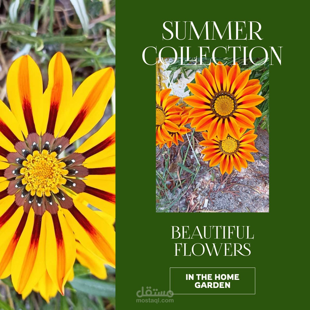 أزهار الحديقة