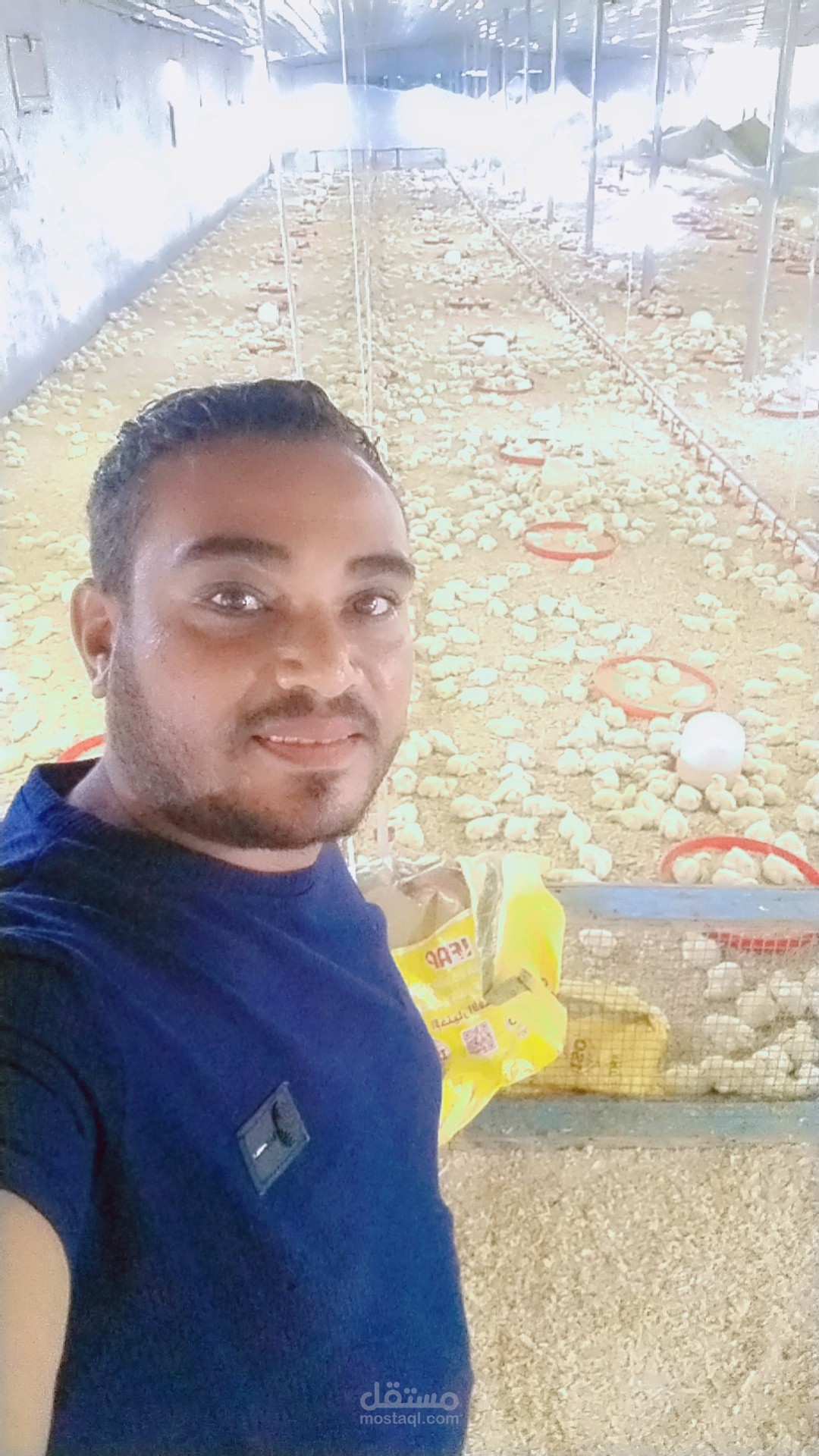 استشارات تربيه دواجن التسمين والبياض