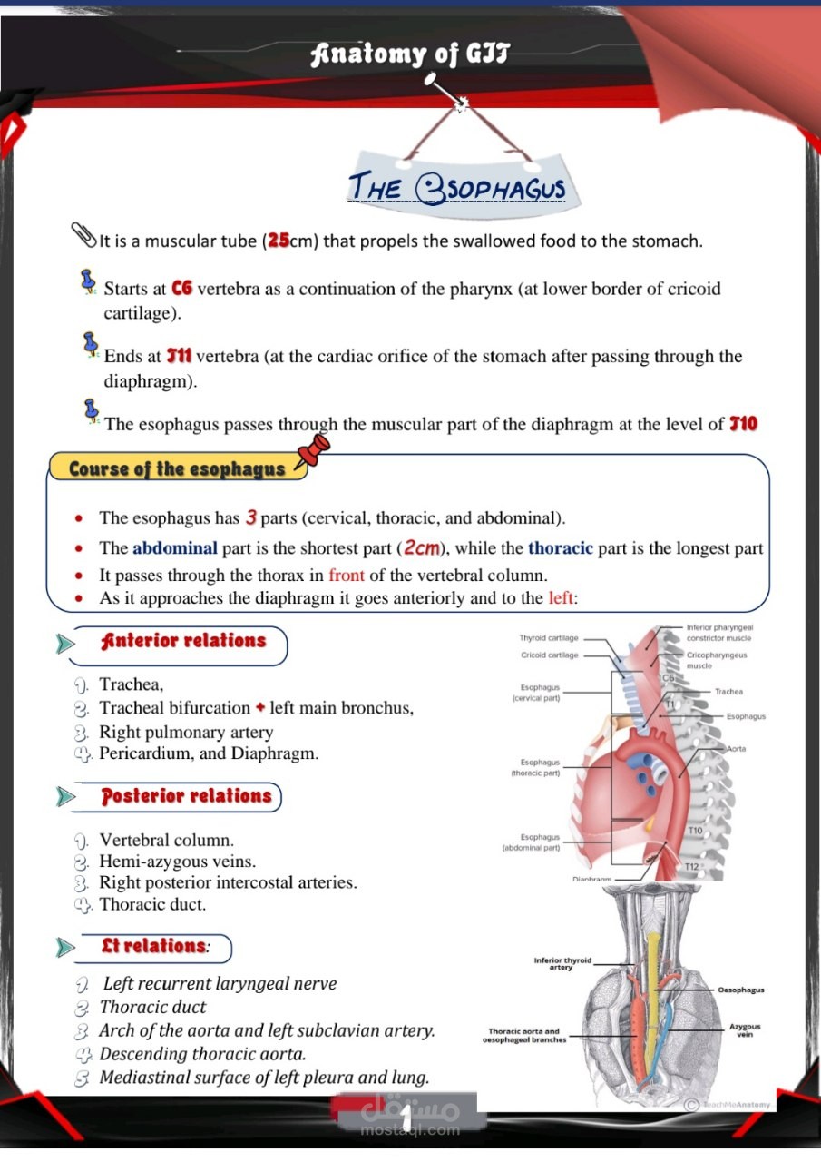 كاتب محتوى طبي متخصص وحصري، كما لدي خبرة في الترجمة الطبية للمقالات العلمية المنشورة في المجلات العالمية