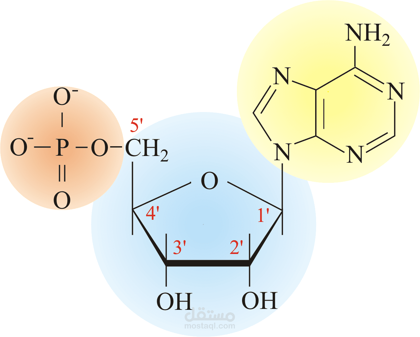 Nucleotide Structure