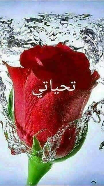 علاج الضعف القرائي والكتابة للمرحلة الابتدائية
