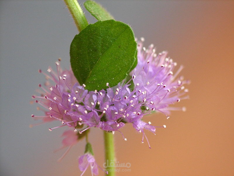 مقالات عن الحشرات