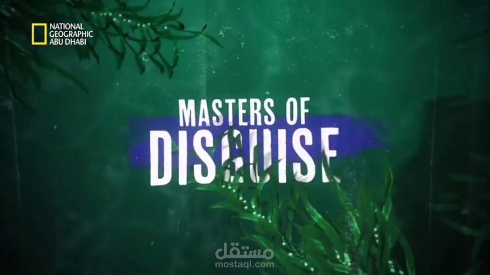 سمكة الضفدع | لِصَوتِكَِ رِسَالَة