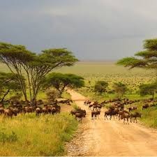 تعليق صوتي عن غابات السافانا