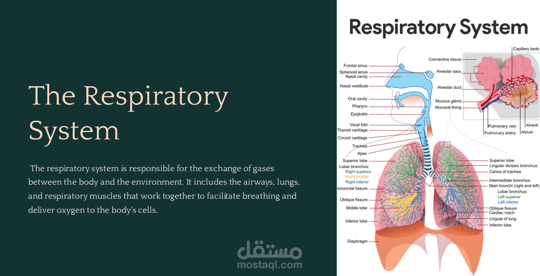 تصميم عرض تعليمي عن الجهاز التنفسي – PDFباستخدام Gamma