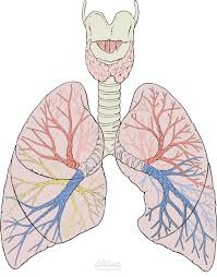 lungs