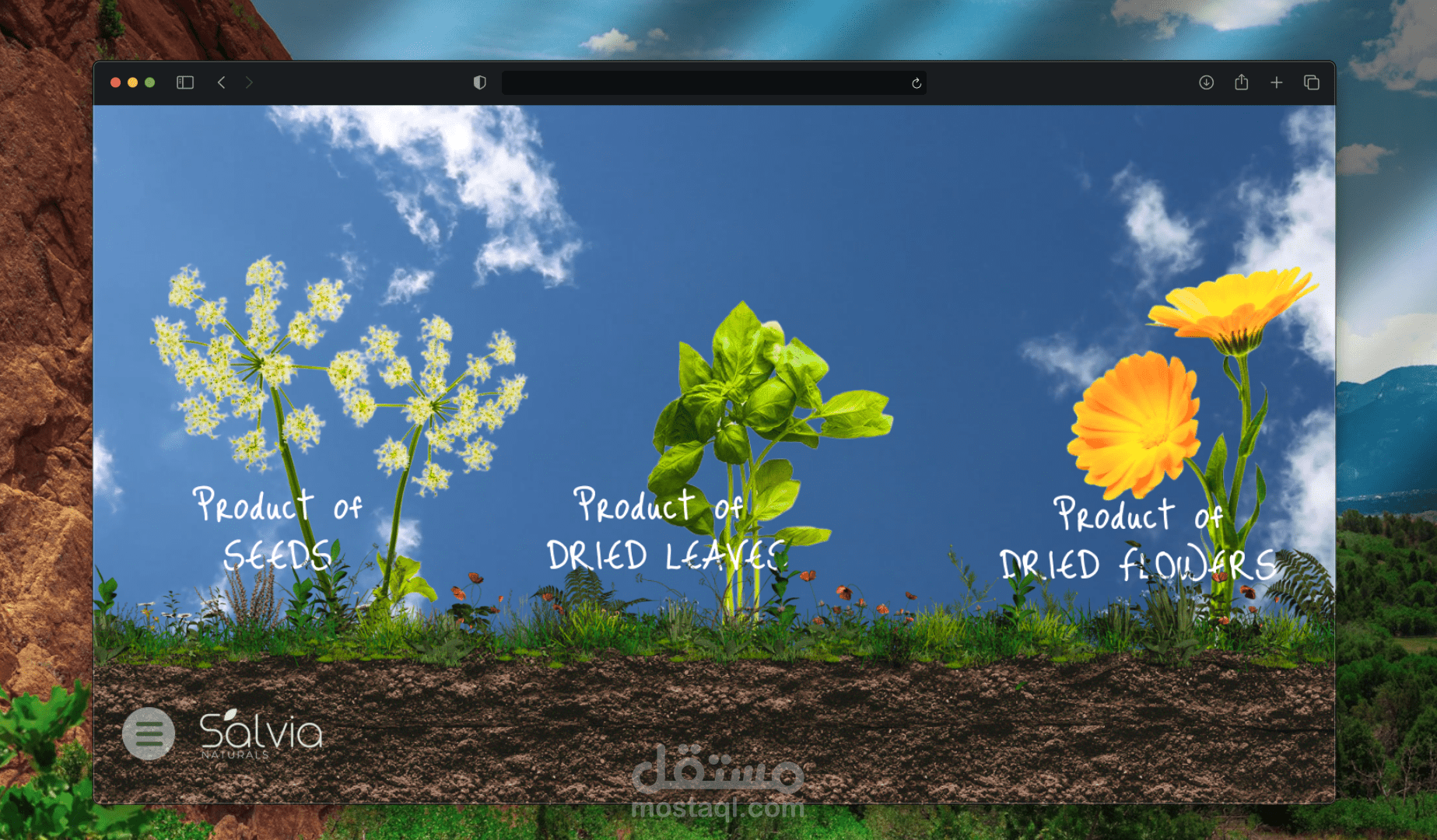تصميم UX/UI لموقع Salvia Naturals لتصدير الأعشاب والمنتجات الطبيعية