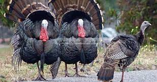 دراسة جدوى لمزرعة دواجن رومي