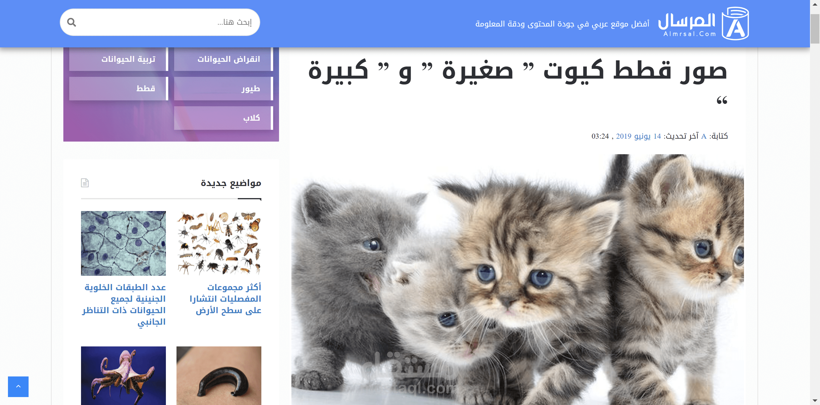 موقع الكتروني