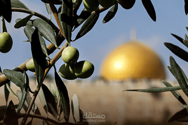 أرض الزيتون