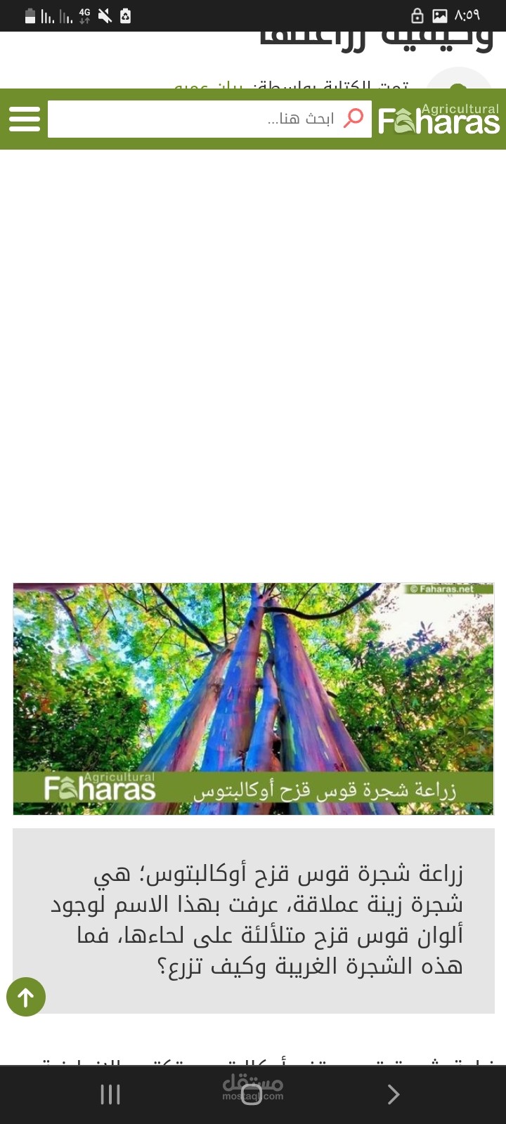 زراعة شجرة قوس قوس أوكالبتوس