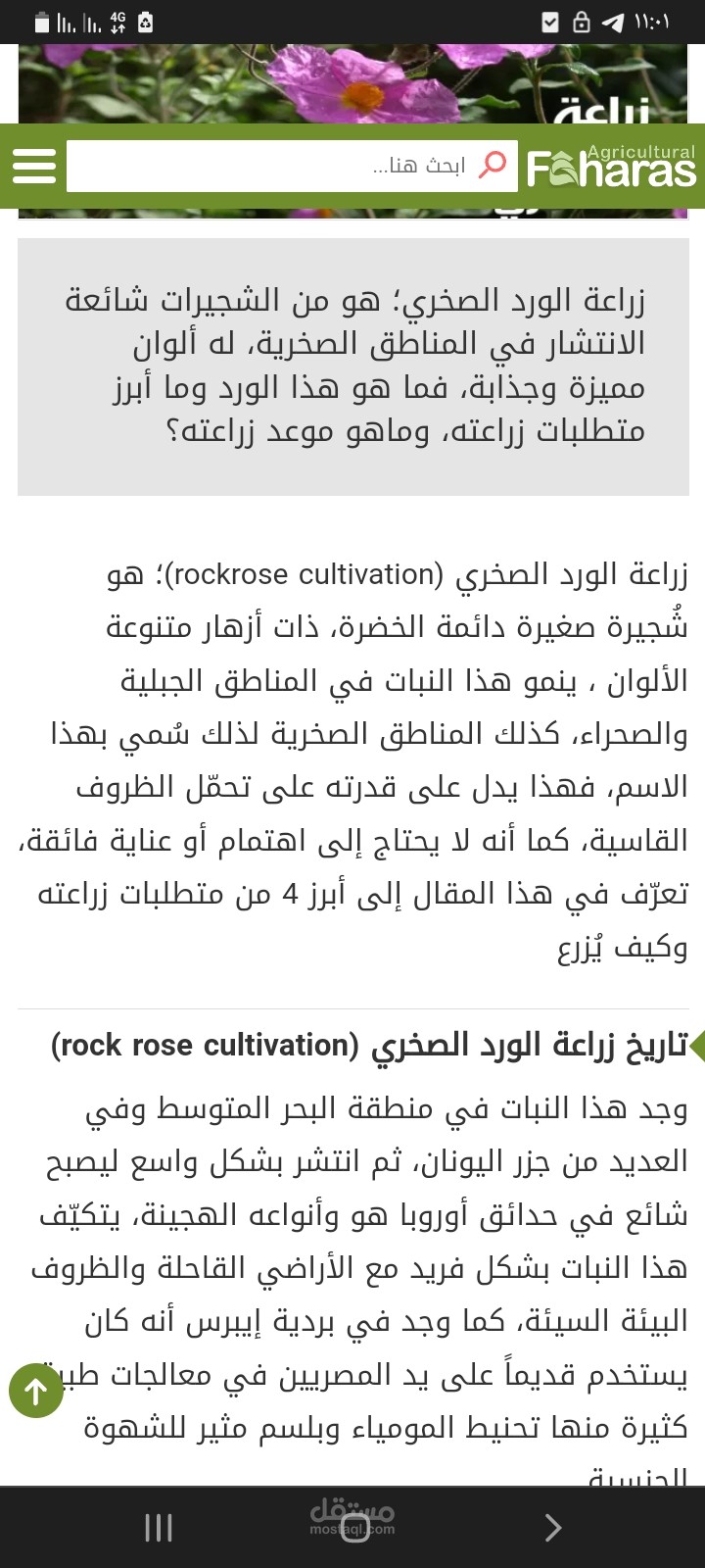 زراعة الورد الصخري