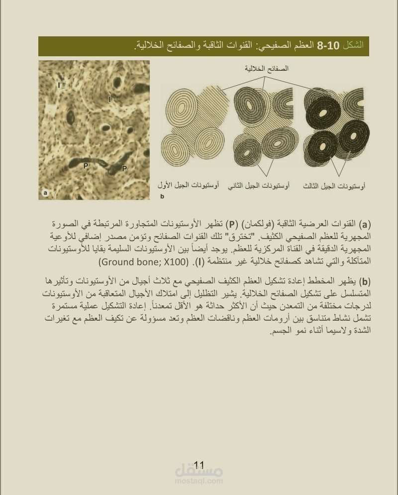 قمت بترجمة فصل عن النسيج العظمي بالرجوع إلى مرجع النسج المعتمد Junqueira’s Basic Histology وتم اعتماده كمشروع لتخرج طالبة طب.
