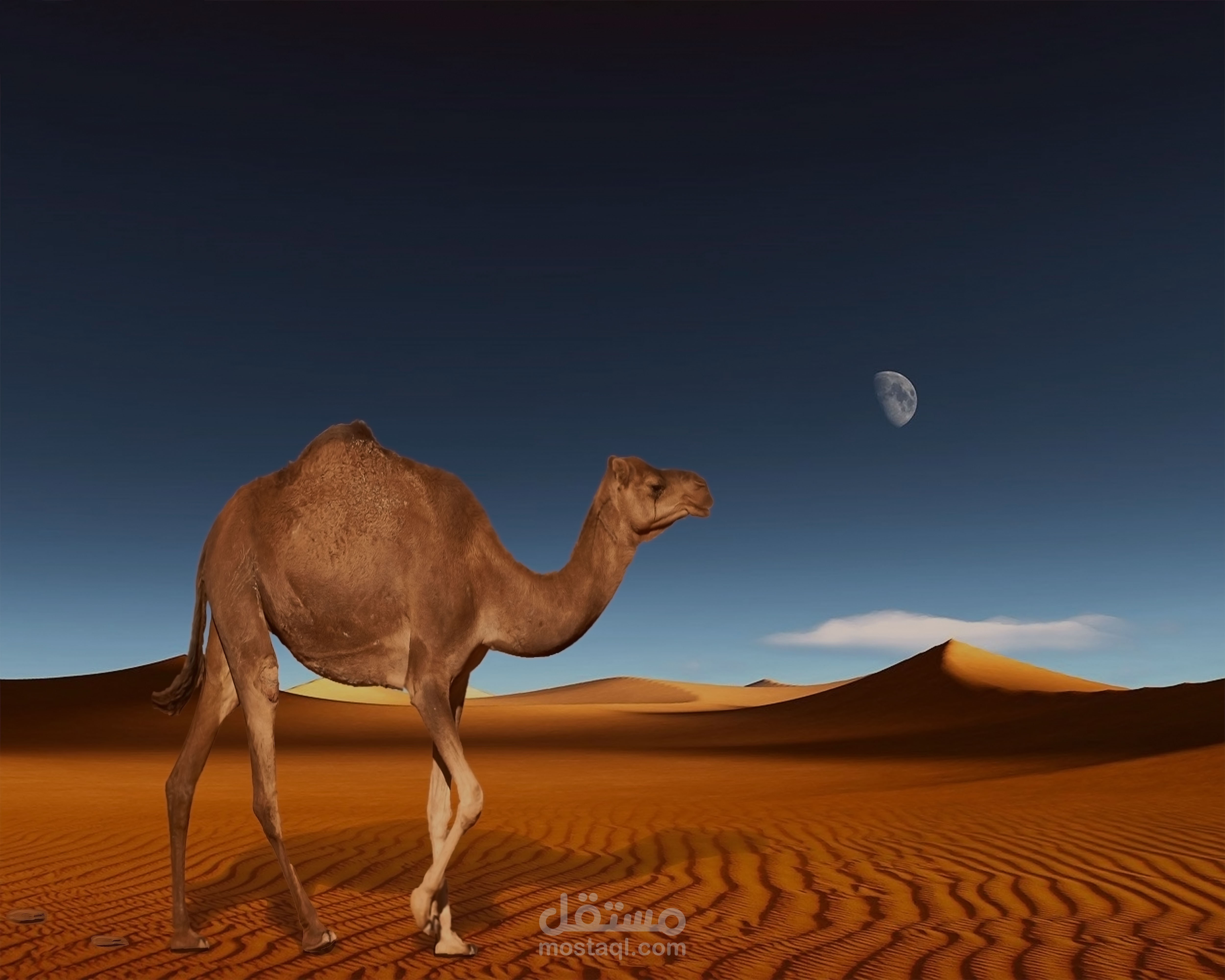 سفينة الصحراء