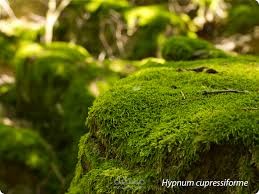 research about bryophytes