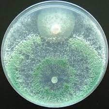 Trichderma species   as Biocontrol agent