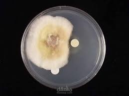 Bacillus species as biocontrol agent