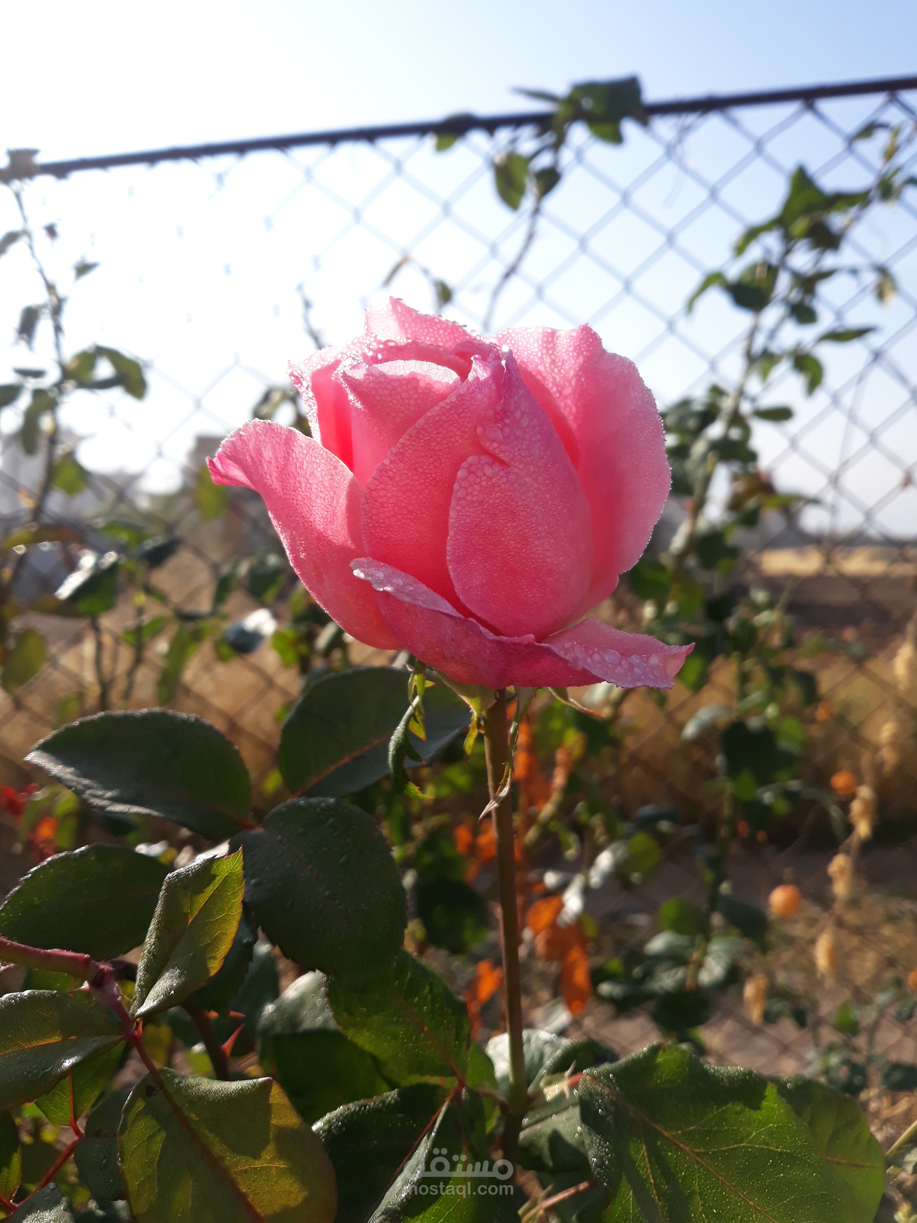 beautiful rose