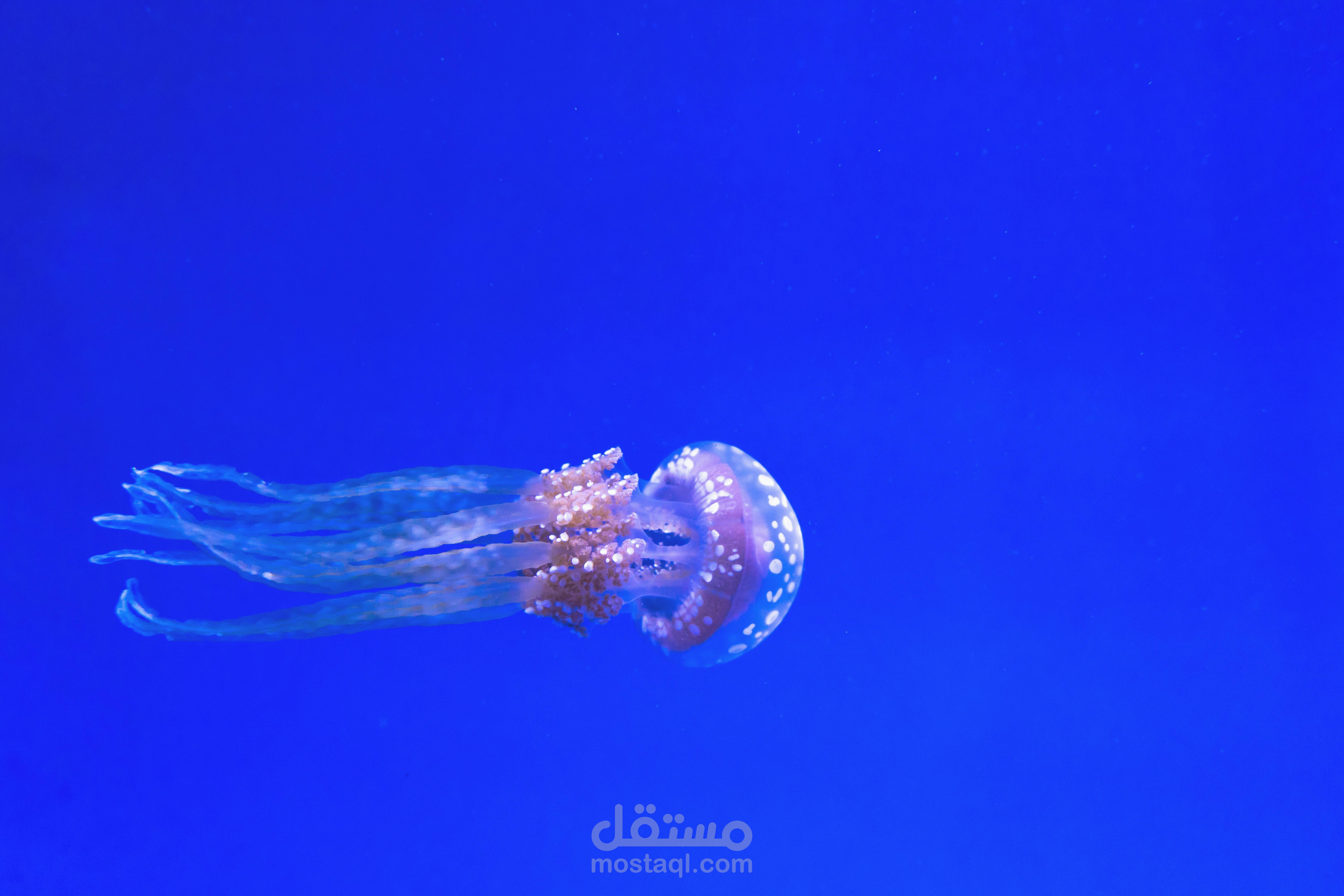وثائقي عن قنديل البحر باللغه الانجليزيه/Jellyfish