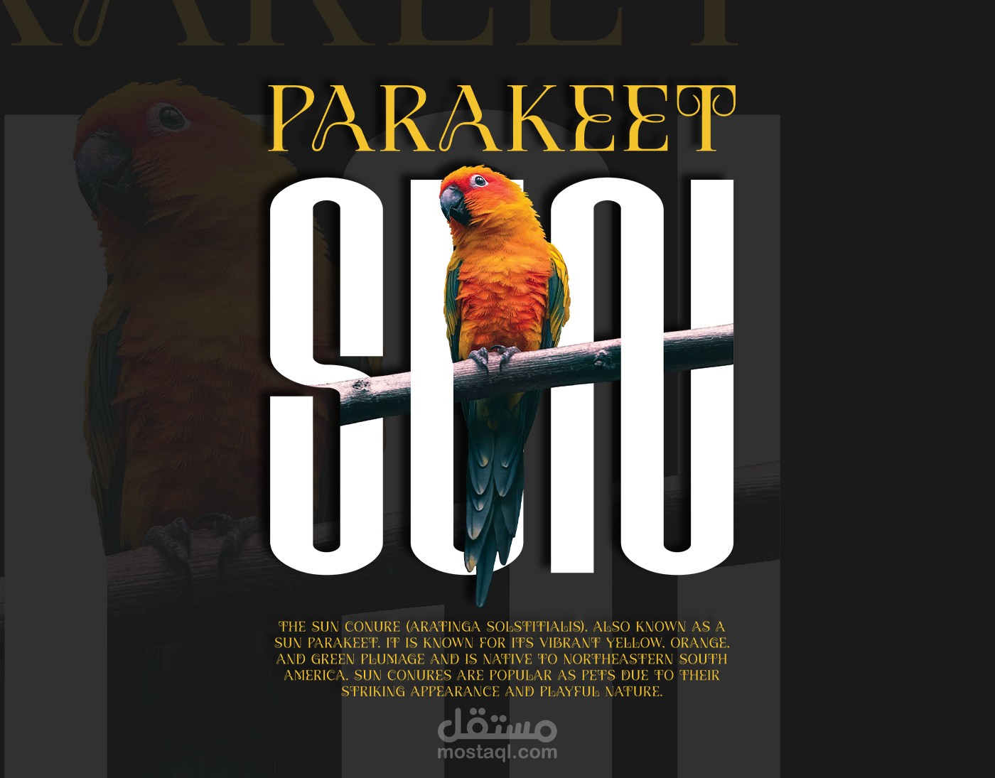 تصميم تيشرتات | تصميم طائر الببغاء