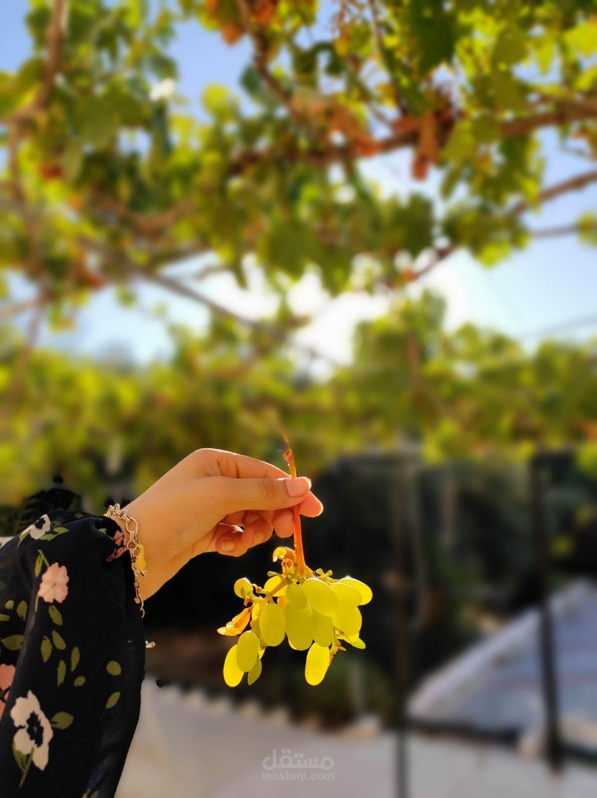 تصوير فوتغراجفي التصوير الفوتوغرافي