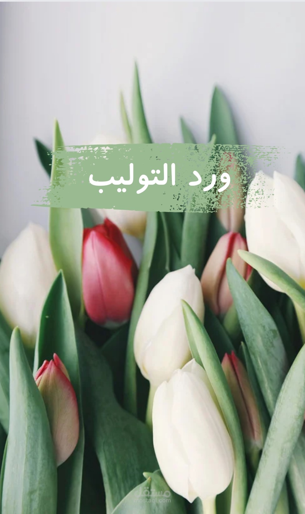 عرض تقديمي عن ورد التوليب