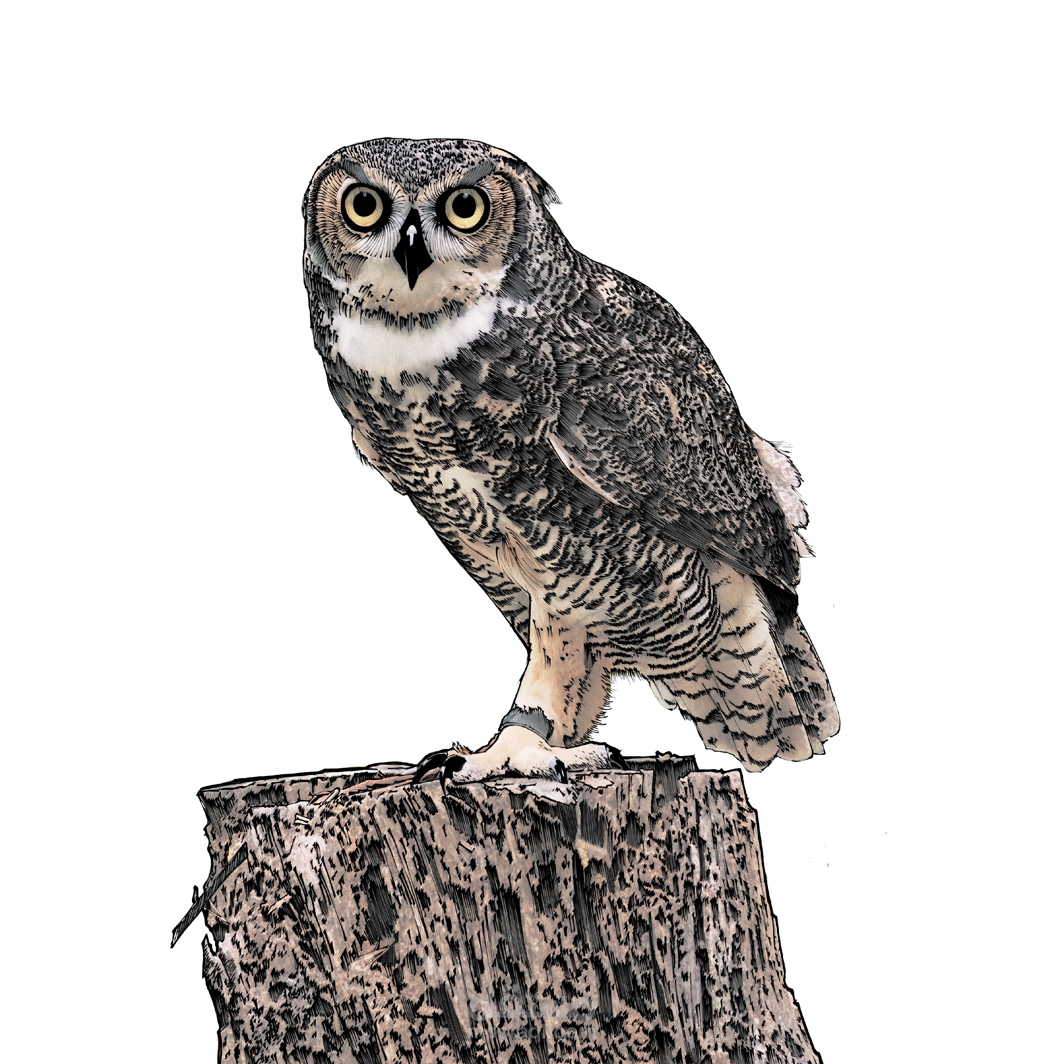 حيوانات | animals