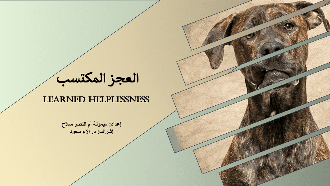 عرض تقديمي عن تجربة في علم النفس (العجز المكتسب).