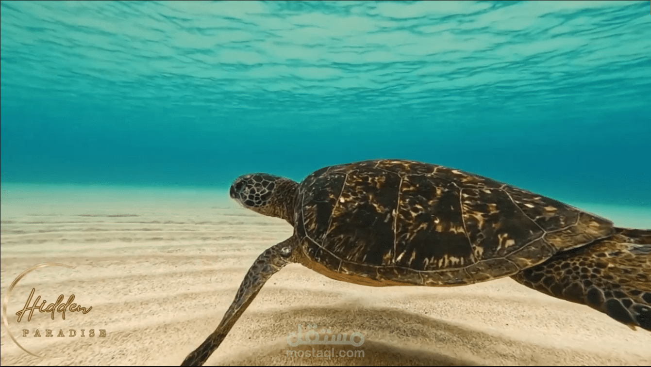 تصميم مؤثرات بصريه