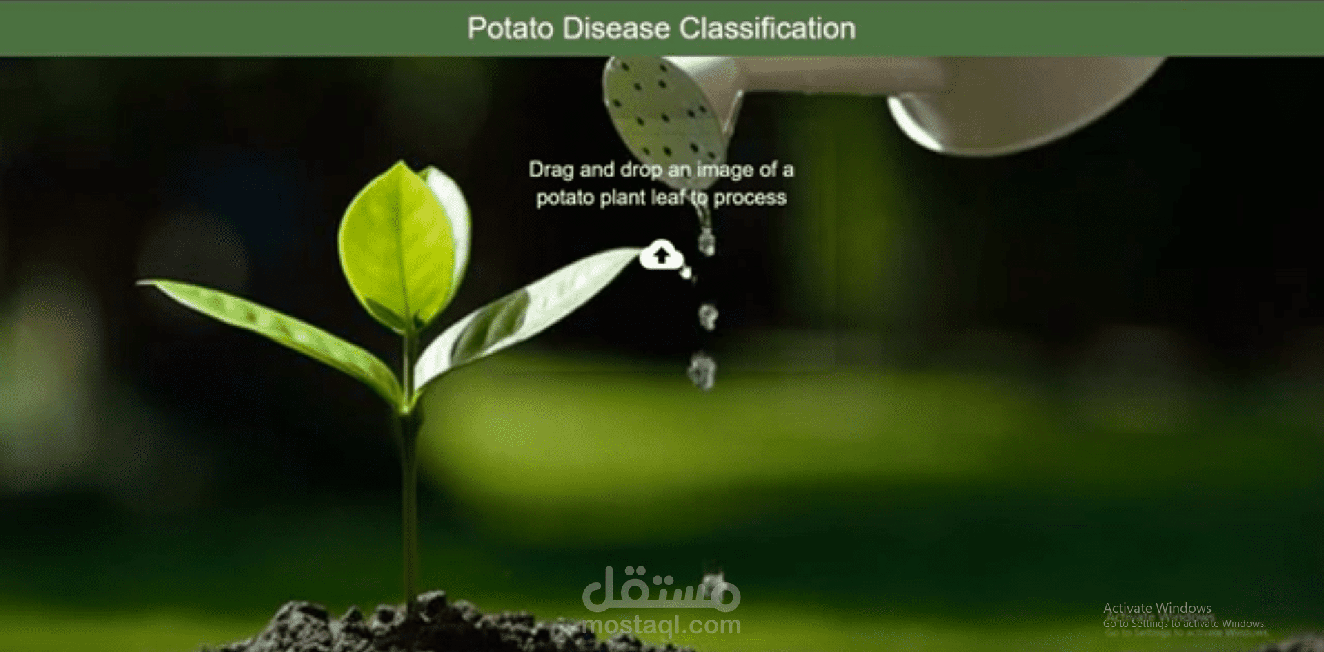 تصنيف أمراض البطاطس