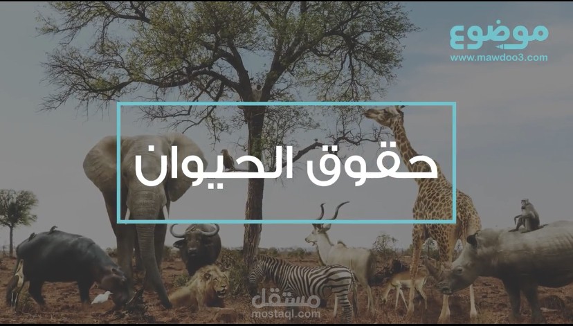 فيديو عن حقوق الحيوان