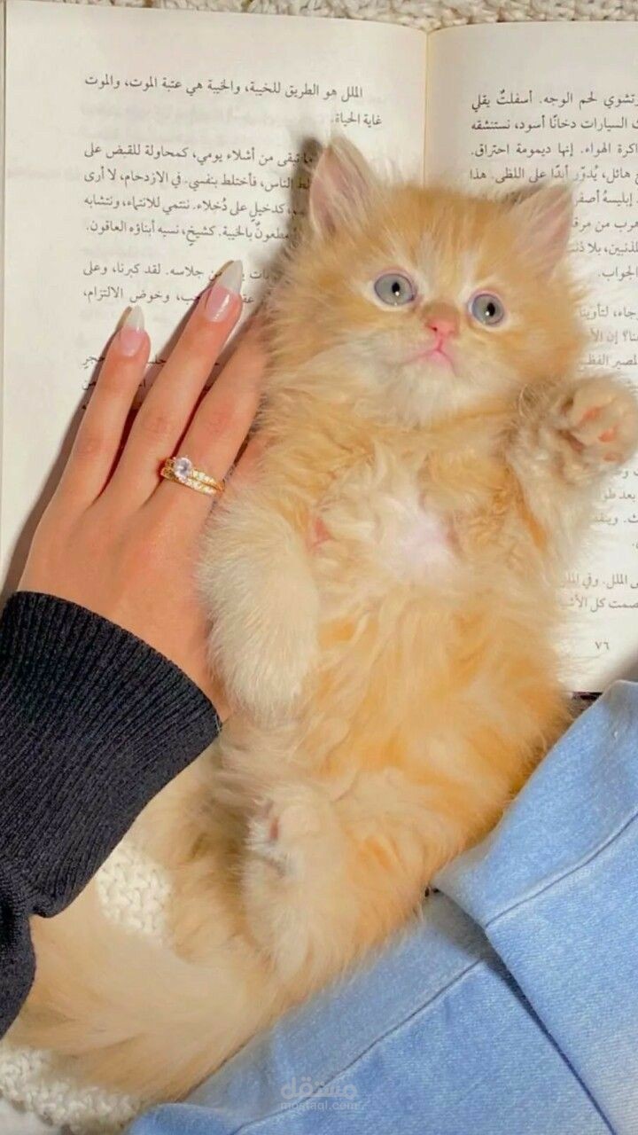 تربيه القطط بطريقه صحيحه