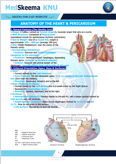 ملخص تشريح القلب والتامور (Anatomy of Heart & Pericardium) لطلاب الطب