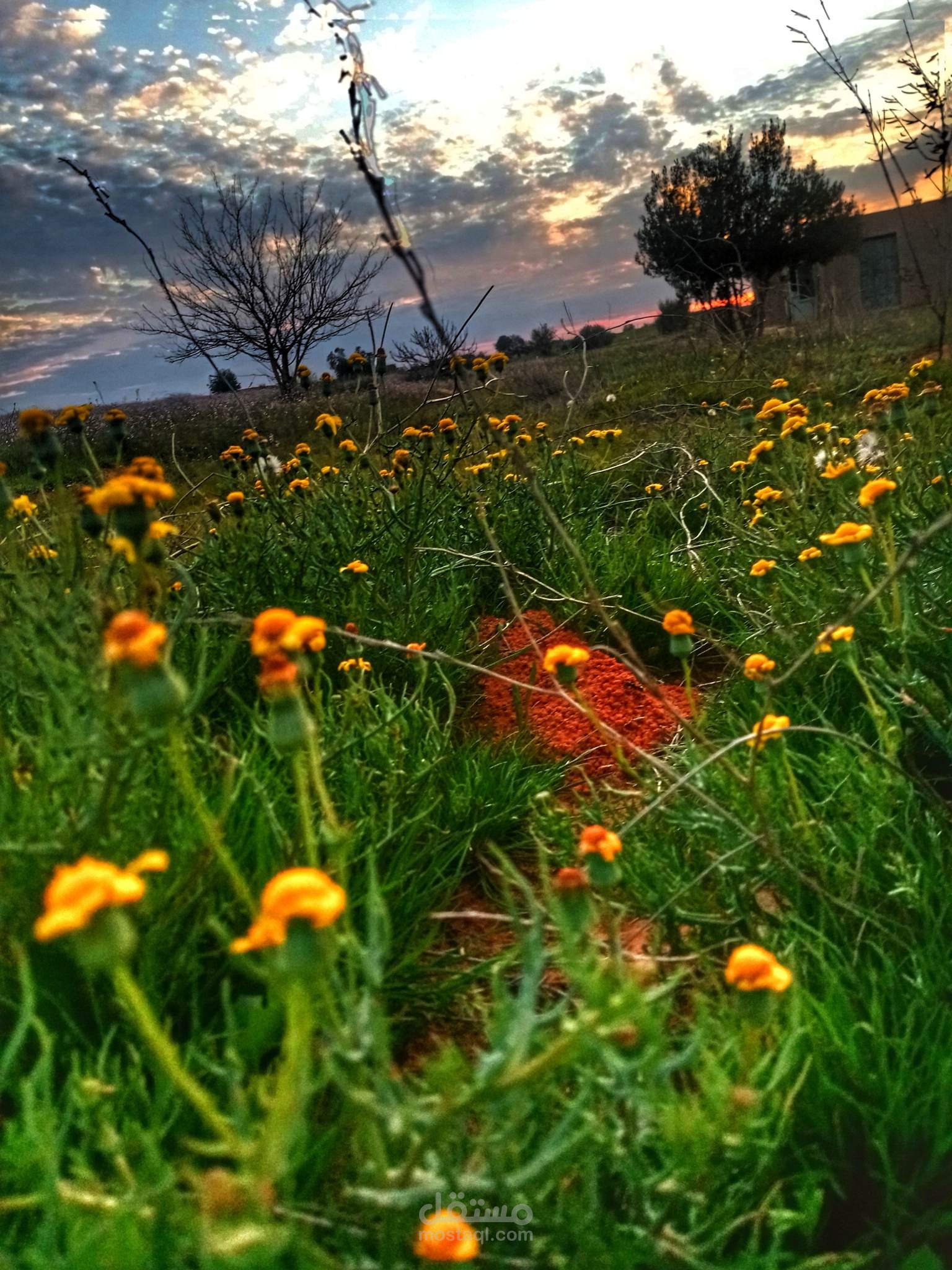 صوره معدله