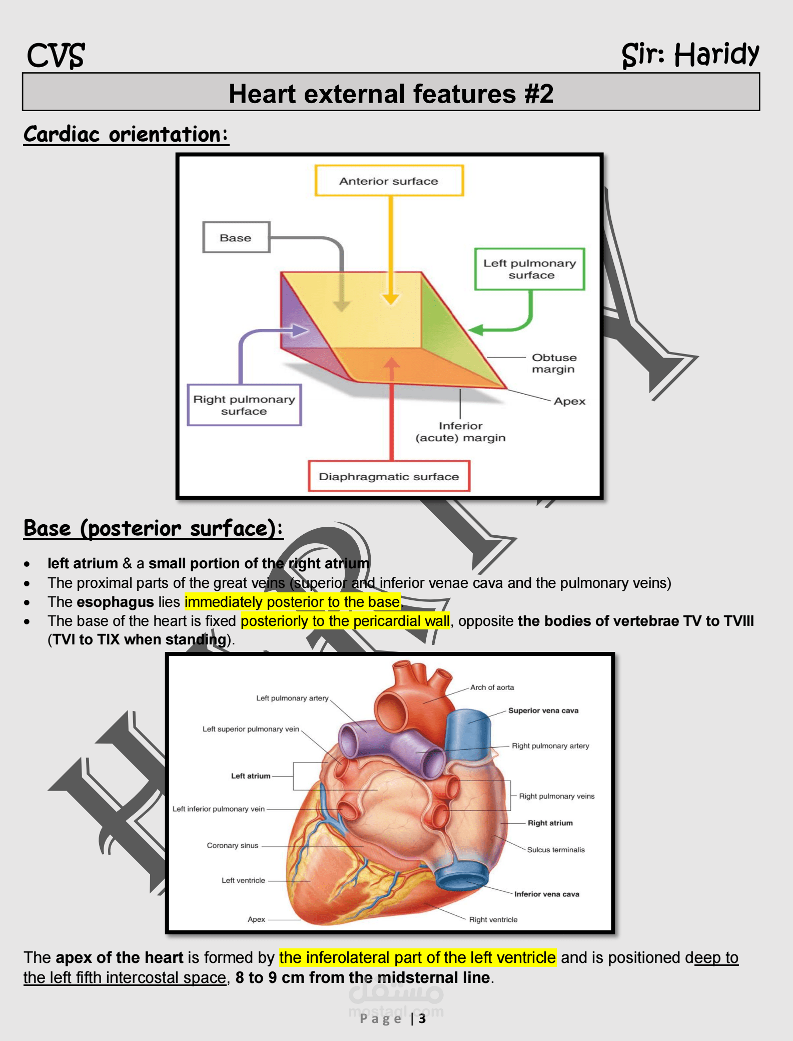 Cardiovascular anatomy