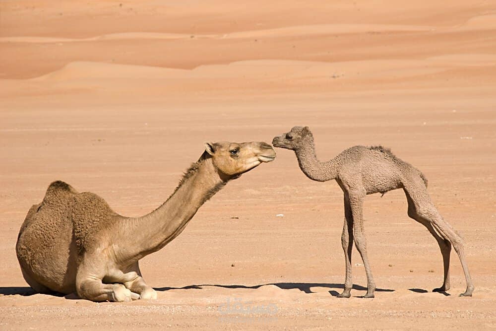 لماذا الناقة تضرب ولدها؟