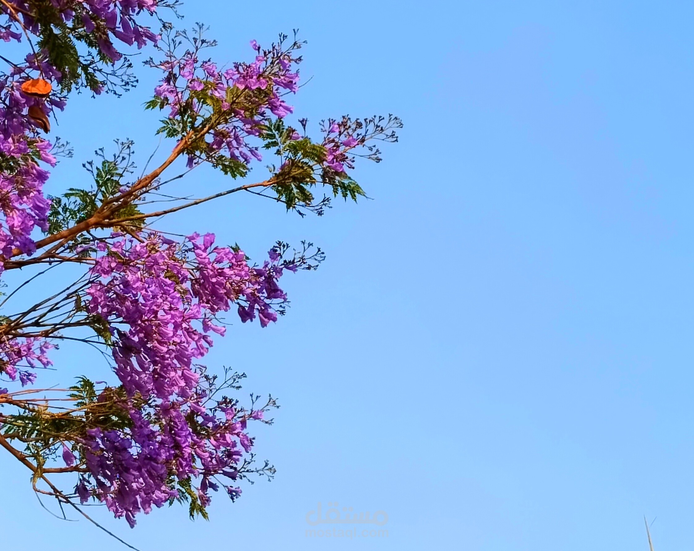 مونتاج