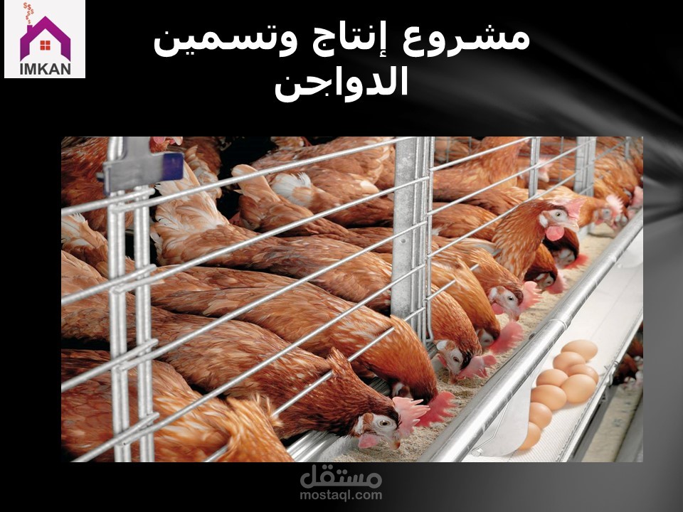 دراسة جدوى محطة دواجن سعة 350K  طائر