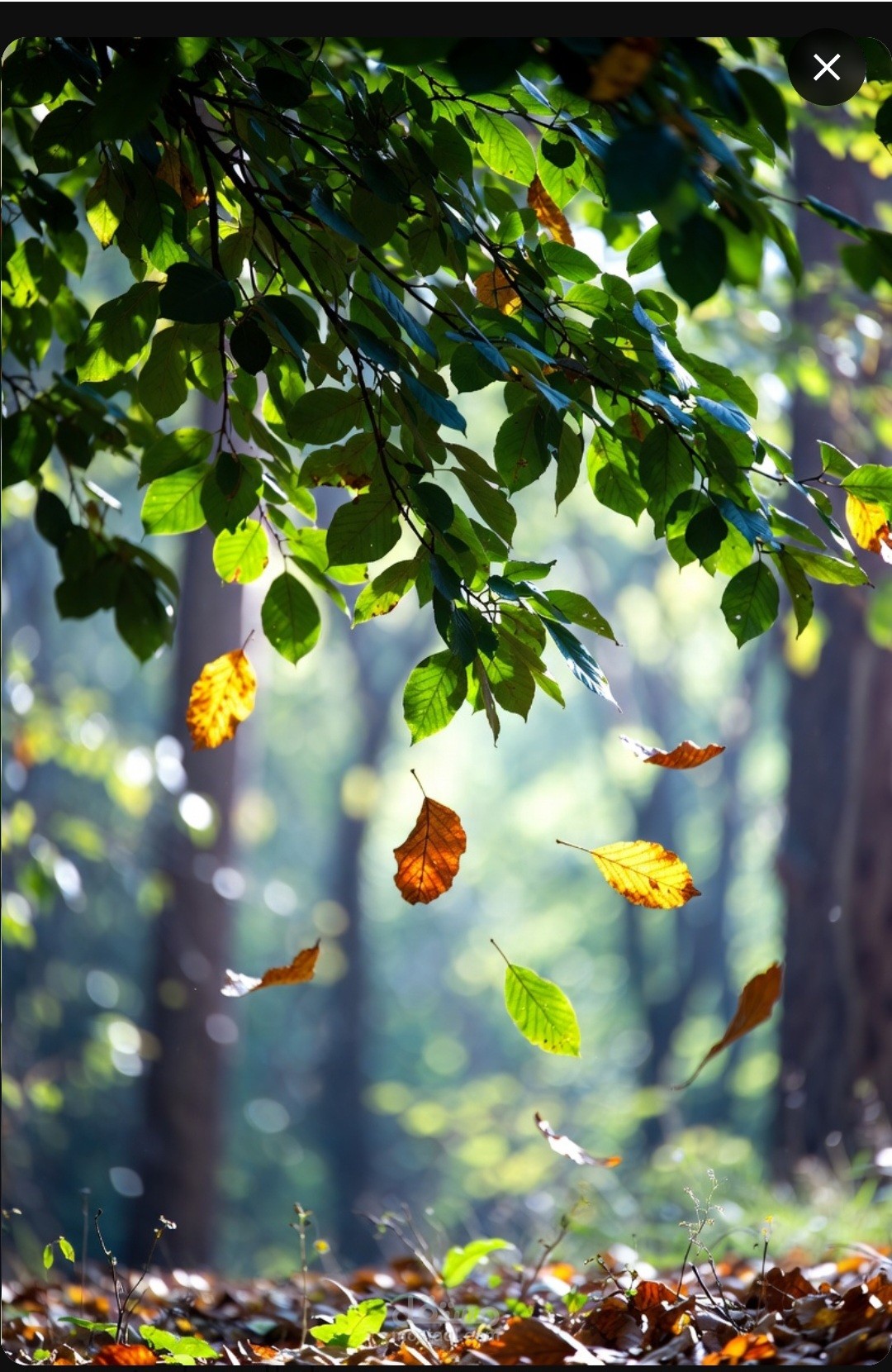 Why do trees fall leaves