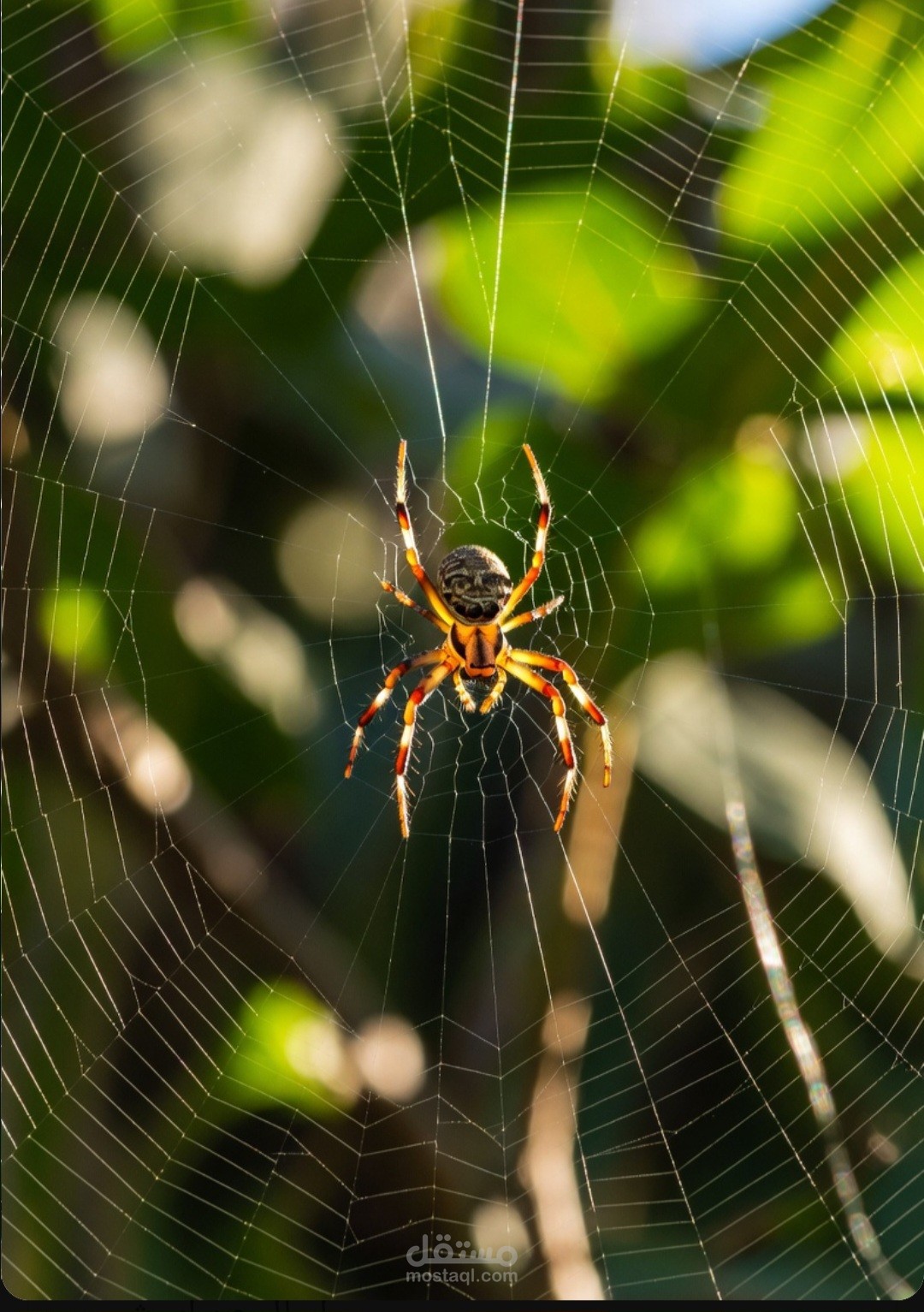 why a spider does not fall into its web
